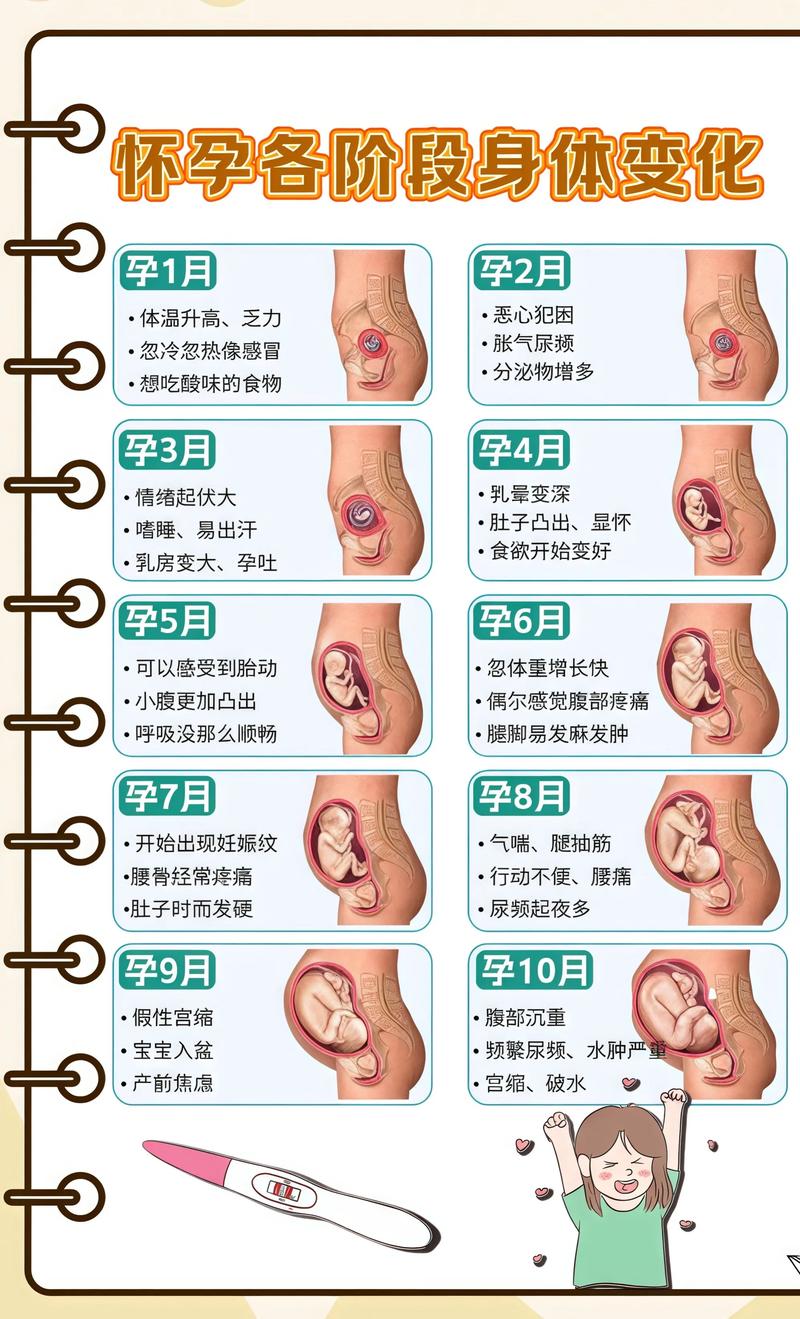 揭秘供卵代孕妈妈怀孕小腹分两节，孕期变化的奥秘迪庆代生机构: